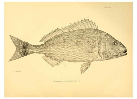 Reproducción/Reproduction 5984926027: The zoology of the voyage of H.M.S. Beagle, pt.4 London,Smith, Elder & Co.,1838- 