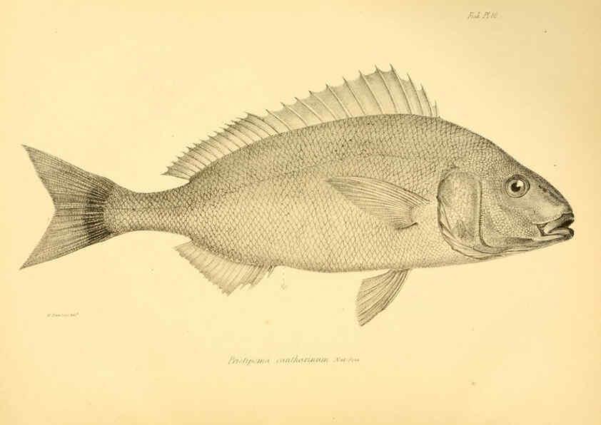Reproducción/Reproduction 5984926027: The zoology of the voyage of H.M.S. Beagle, pt.4 London,Smith, Elder & Co.,1838- 