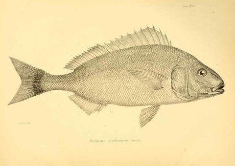Reproducción/Reproduction 5984926027: The zoology of the voyage of H.M.S. Beagle, pt.4 London,Smith, Elder & Co.,1838- 