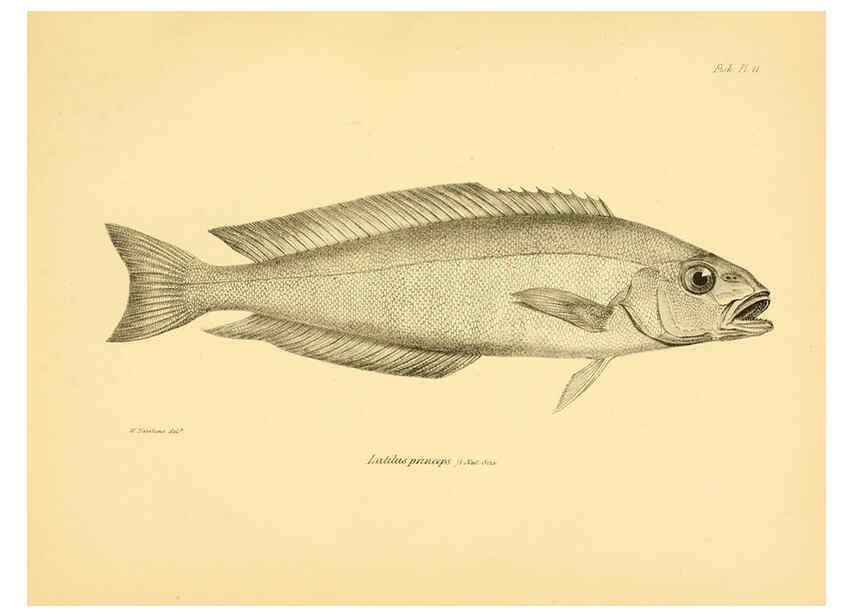 Reproducción/Reproduction 5985488372: The zoology of the voyage of H.M.S. Beagle, pt.4 London,Smith, Elder & Co.,1838- 