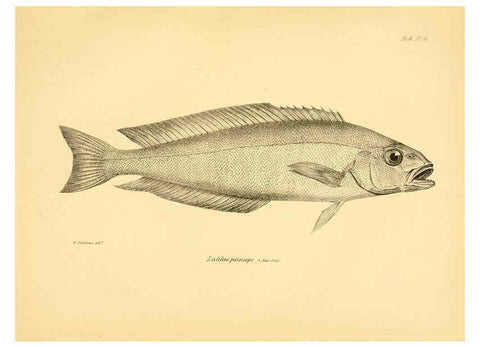 Reproducción/Reproduction 5985488372: The zoology of the voyage of H.M.S. Beagle, pt.4 London,Smith, Elder & Co.,1838- 