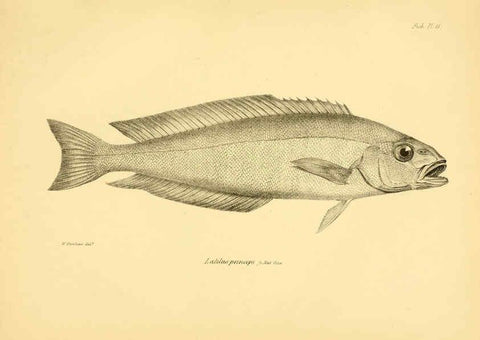 Reproducción/Reproduction 5985488372: The zoology of the voyage of H.M.S. Beagle, pt.4 London,Smith, Elder & Co.,1838- 