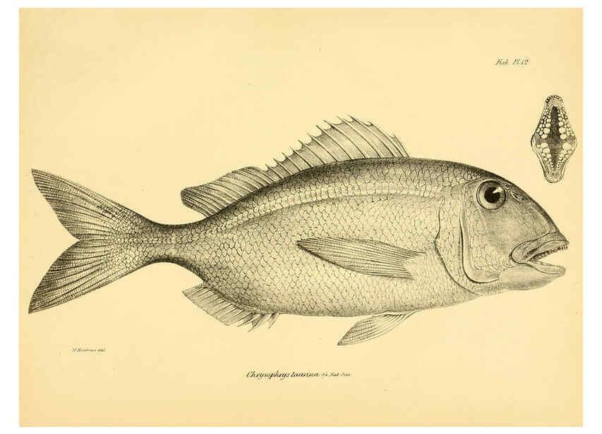Reproducción/Reproduction 5984926677: The zoology of the voyage of H.M.S. Beagle, pt.4 London,Smith, Elder & Co.,1838- 