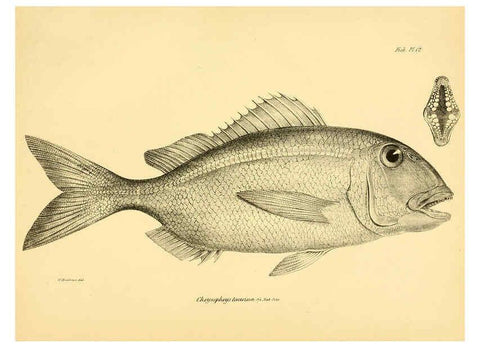 Reproducción/Reproduction 5984926677: The zoology of the voyage of H.M.S. Beagle, pt.4 London,Smith, Elder & Co.,1838- 