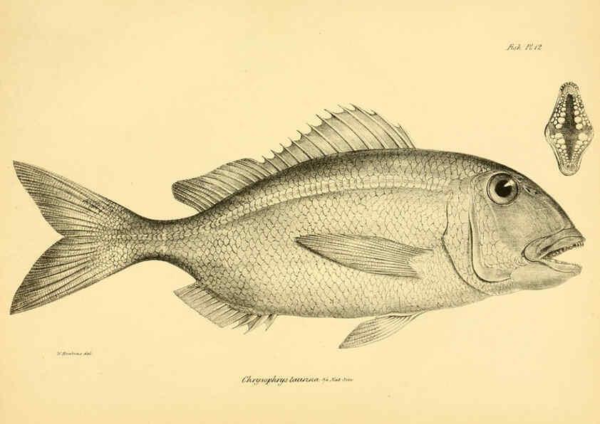 Reproducción/Reproduction 5984926677: The zoology of the voyage of H.M.S. Beagle, pt.4 London,Smith, Elder & Co.,1838- 