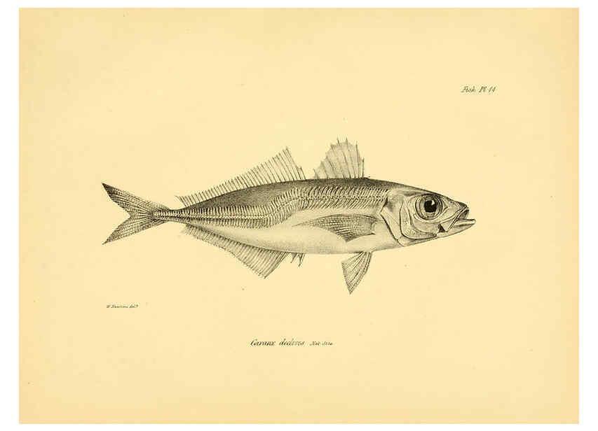 Reproducción/Reproduction 5985489214: The zoology of the voyage of H.M.S. Beagle, pt.4 London,Smith, Elder & Co.,1838- 