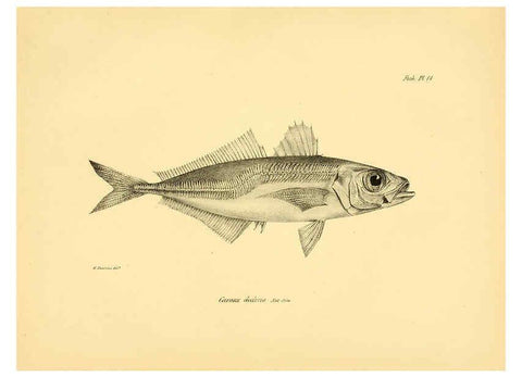 Reproducción/Reproduction 5985489214: The zoology of the voyage of H.M.S. Beagle, pt.4 London,Smith, Elder & Co.,1838- 