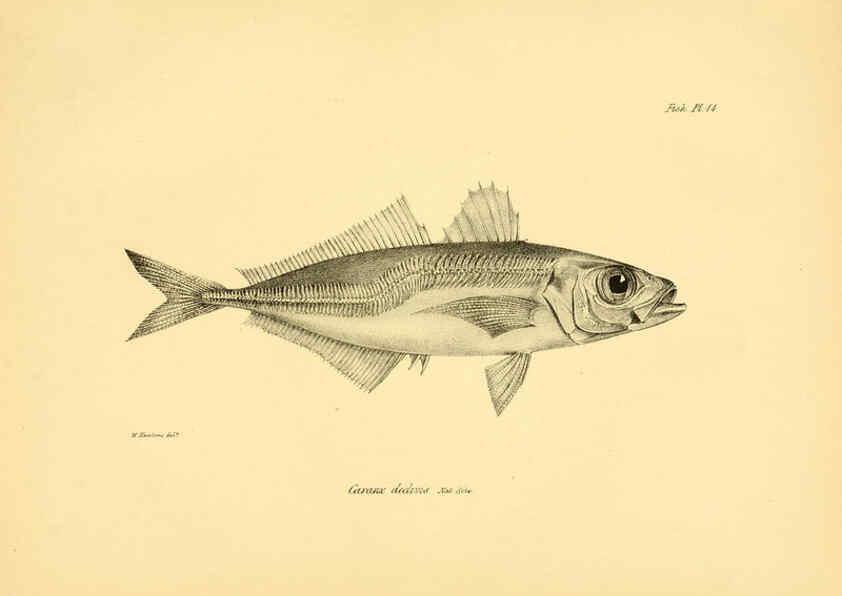Reproducción/Reproduction 5985489214: The zoology of the voyage of H.M.S. Beagle, pt.4 London,Smith, Elder & Co.,1838- 