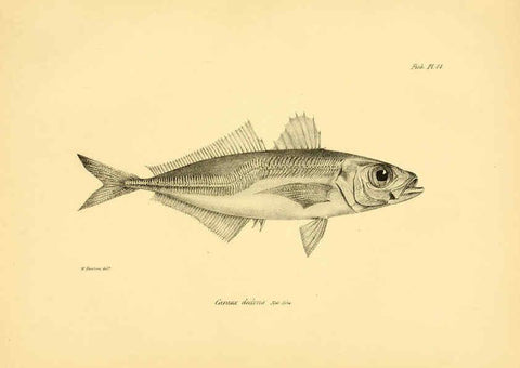 Reproducción/Reproduction 5985489214: The zoology of the voyage of H.M.S. Beagle, pt.4 London,Smith, Elder & Co.,1838- 