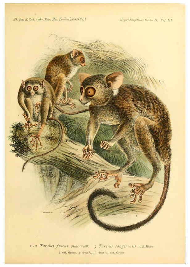 Reproducción/Reproduction 5984633427: Säugethiere vom Celebes- und Philippinen-Archipel, 1-2. Berlin :R. Friedländer & sohn,1896-9