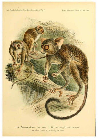 Reproducción/Reproduction 5984633427: Säugethiere vom Celebes- und Philippinen-Archipel, 1-2. Berlin :R. Friedländer & sohn,1896-9