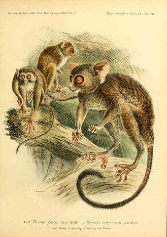 Reproducción/Reproduction 5984633427: Säugethiere vom Celebes- und Philippinen-Archipel, 1-2. Berlin :R. Friedländer & sohn,1896-9