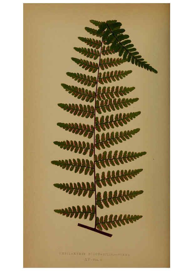 Reproducción/Reproduction 5985428990: Ferns: British and exotic V.4 London,Groombridge and Sons,1856-60