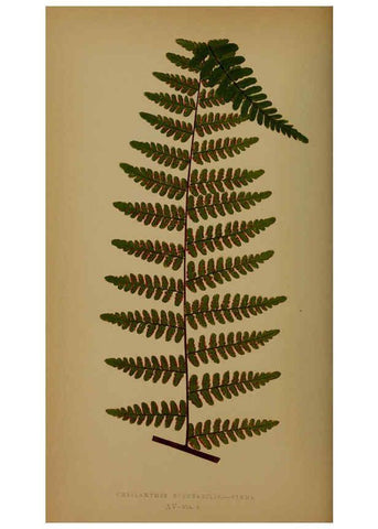 Reproducción/Reproduction 5985428990: Ferns: British and exotic V.4 London,Groombridge and Sons,1856-60