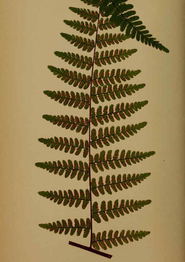 Reproducción/Reproduction 5985428990: Ferns: British and exotic V.4 London,Groombridge and Sons,1856-60