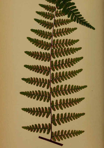 Reproducción/Reproduction 5985428990: Ferns: British and exotic V.4 London,Groombridge and Sons,1856-60