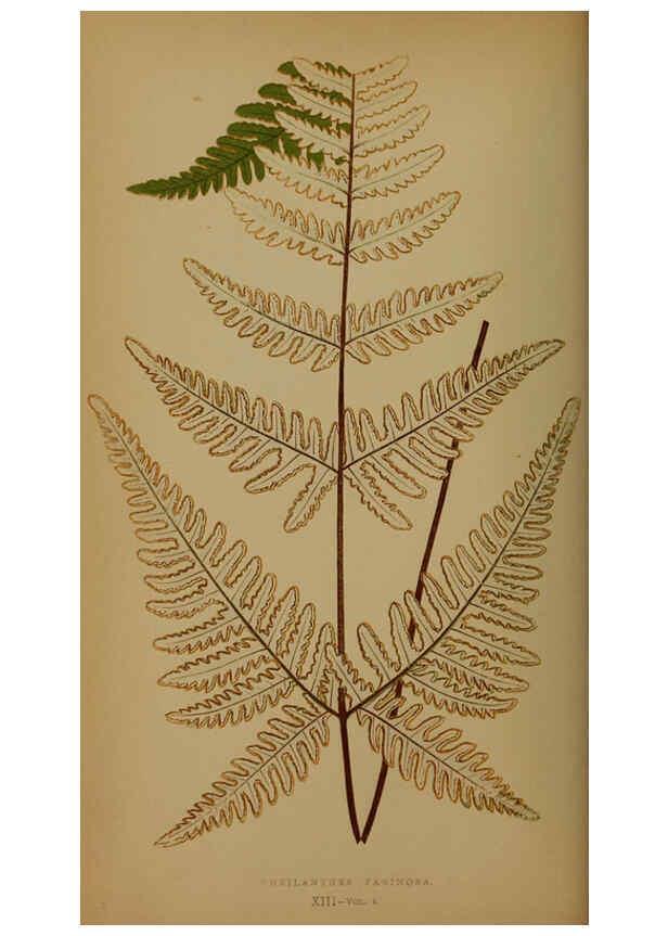 Reproducción/Reproduction 5984865773: Ferns: British and exotic V.4 London,Groombridge and Sons,1856-60