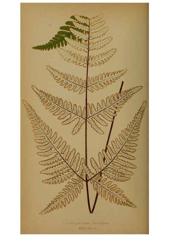 Reproducción/Reproduction 5984865773: Ferns: British and exotic V.4 London,Groombridge and Sons,1856-60