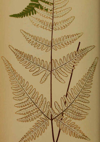 Reproducción/Reproduction 5984865773: Ferns: British and exotic V.4 London,Groombridge and Sons,1856-60