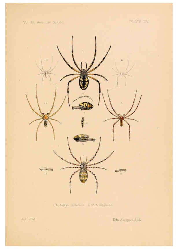 Reproducción/Reproduction 5984699771: American spiders and their spinningwork. V.3 Academy of natural sciences of Philadelphia,1889-93