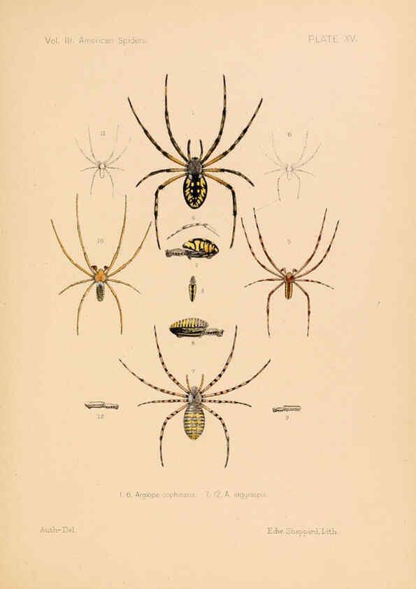 Reproducción/Reproduction 5984699771: American spiders and their spinningwork. V.3 Academy of natural sciences of Philadelphia,1889-93