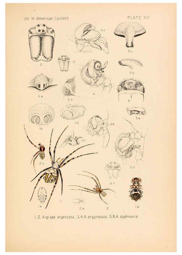 Reproducción/Reproduction 5985263582: American spiders and their spinningwork. V.3 Academy of natural sciences of Philadelphia,1889-93