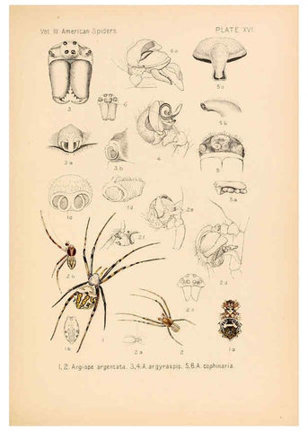 Reproducción/Reproduction 5985263582: American spiders and their spinningwork. V.3 Academy of natural sciences of Philadelphia,1889-93