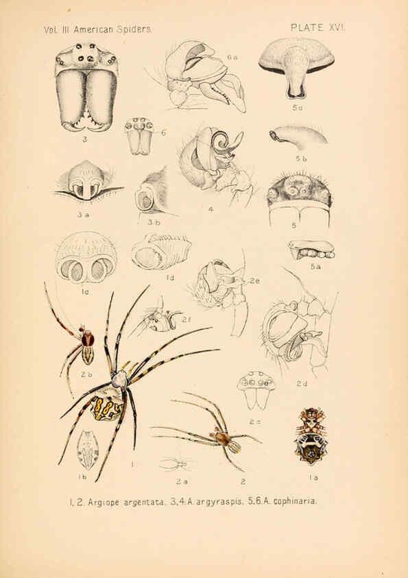 Reproducción/Reproduction 5985263582: American spiders and their spinningwork. V.3 Academy of natural sciences of Philadelphia,1889-93