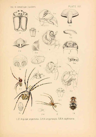Reproducción/Reproduction 5985263582: American spiders and their spinningwork. V.3 Academy of natural sciences of Philadelphia,1889-93