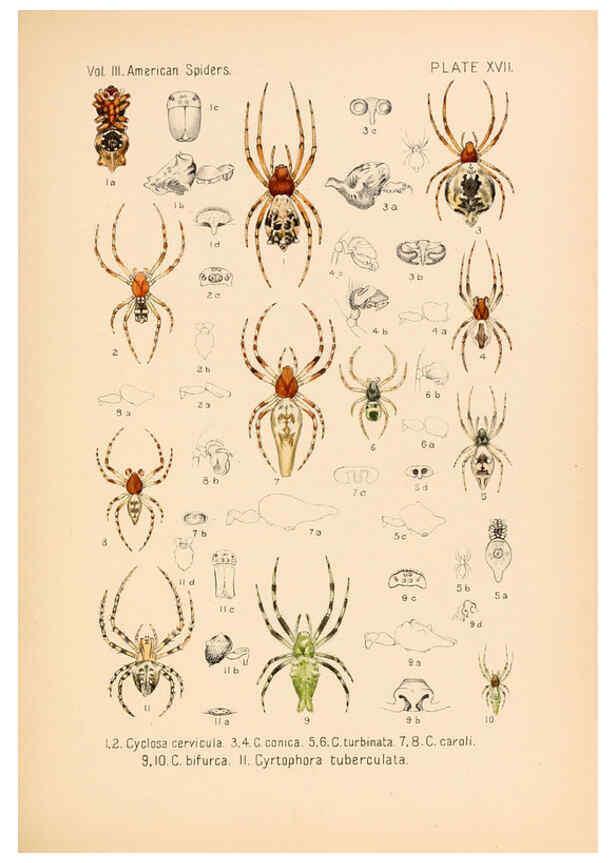 Reproducción/Reproduction 5985263824: American spiders and their spinningwork. V.3 Academy of natural sciences of Philadelphia,1889-93