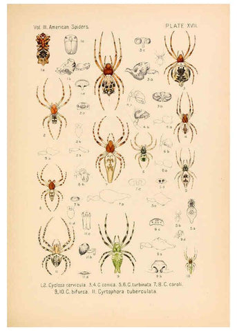 Reproducción/Reproduction 5985263824: American spiders and their spinningwork. V.3 Academy of natural sciences of Philadelphia,1889-93