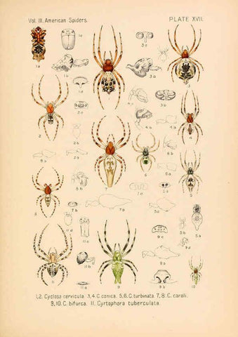 Reproducción/Reproduction 5985263824: American spiders and their spinningwork. V.3 Academy of natural sciences of Philadelphia,1889-93