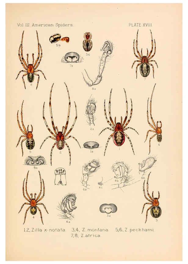 Reproducción/Reproduction 5985264126: American spiders and their spinningwork. V.3 Academy of natural sciences of Philadelphia,1889-93