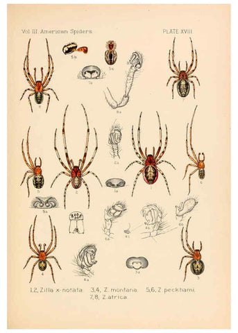 Reproducción/Reproduction 5985264126: American spiders and their spinningwork. V.3 Academy of natural sciences of Philadelphia,1889-93