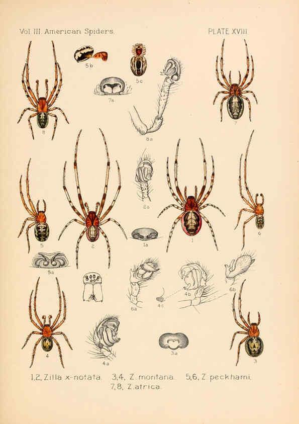 Reproducción/Reproduction 5985264126: American spiders and their spinningwork. V.3 Academy of natural sciences of Philadelphia,1889-93
