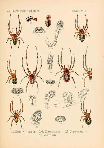 Reproducción/Reproduction 5985264126: American spiders and their spinningwork. V.3 Academy of natural sciences of Philadelphia,1889-93