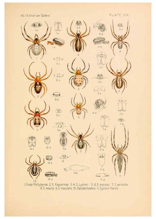 Reproducción/Reproduction 5984701223: American spiders and their spinningwork. V.3 Academy of natural sciences of Philadelphia,1889-93