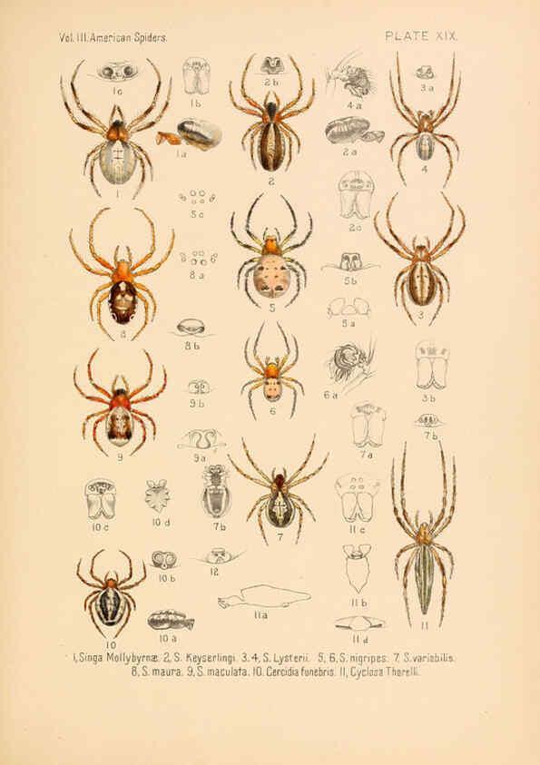 Reproducción/Reproduction 5984701223: American spiders and their spinningwork. V.3 Academy of natural sciences of Philadelphia,1889-93