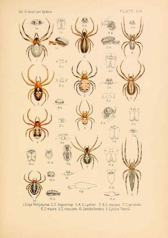 Reproducción/Reproduction 5984701223: American spiders and their spinningwork. V.3 Academy of natural sciences of Philadelphia,1889-93