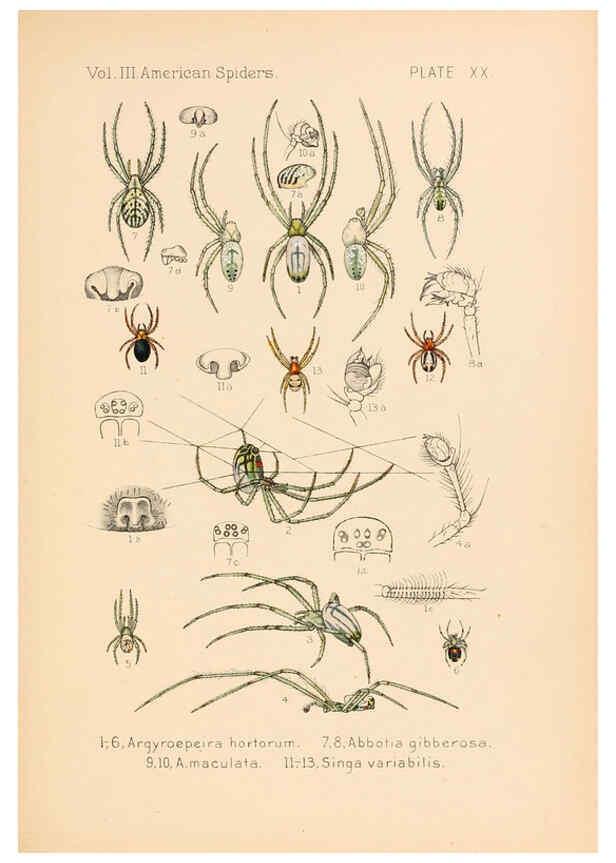 Reproducción/Reproduction 5985264990: American spiders and their spinningwork. V.3 Academy of natural sciences of Philadelphia,1889-93