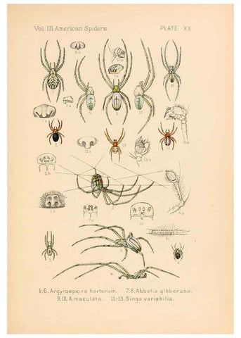 Reproducción/Reproduction 5985264990: American spiders and their spinningwork. V.3 Academy of natural sciences of Philadelphia,1889-93