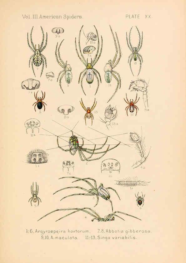 Reproducción/Reproduction 5985264990: American spiders and their spinningwork. V.3 Academy of natural sciences of Philadelphia,1889-93