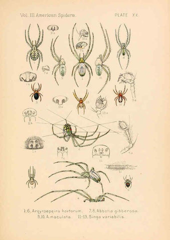 Reproducción/Reproduction 5985264990: American spiders and their spinningwork. V.3 Academy of natural sciences of Philadelphia,1889-93