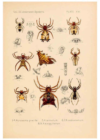 Reproducción/Reproduction 5984701887: American spiders and their spinningwork. V.3 Academy of natural sciences of Philadelphia,1889-93