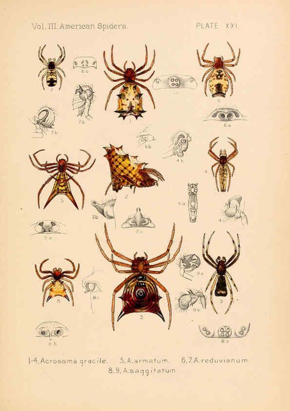 Reproducción/Reproduction 5984701887: American spiders and their spinningwork. V.3 Academy of natural sciences of Philadelphia,1889-93