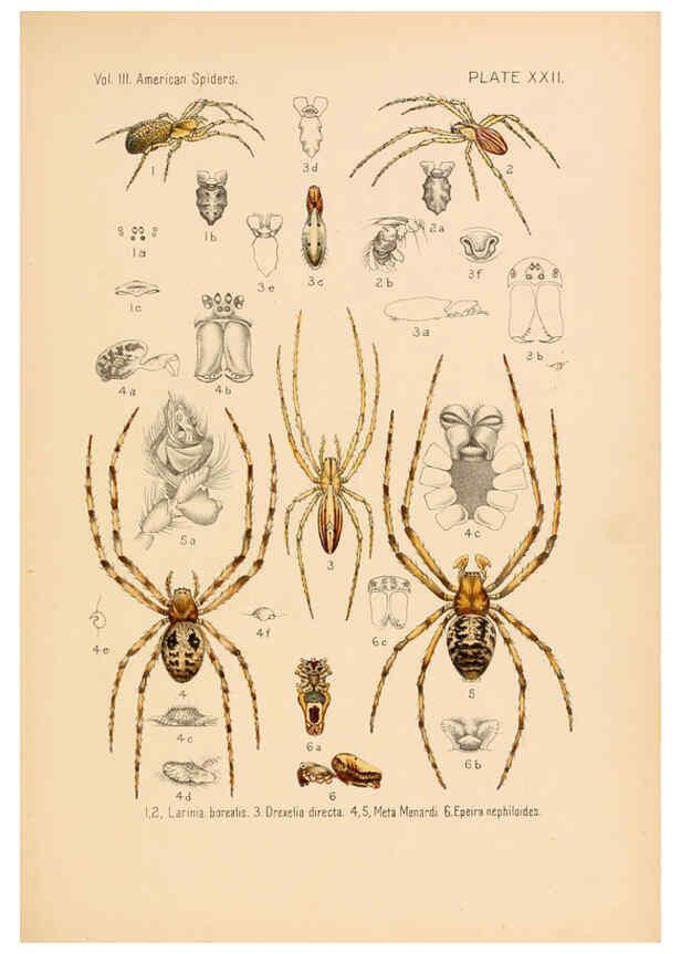 Reproducción/Reproduction 5985265578: American spiders and their spinningwork. V.3 Academy of natural sciences of Philadelphia,1889-93