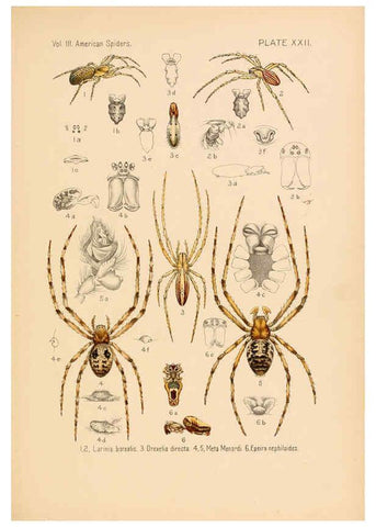 Reproducción/Reproduction 5985265578: American spiders and their spinningwork. V.3 Academy of natural sciences of Philadelphia,1889-93