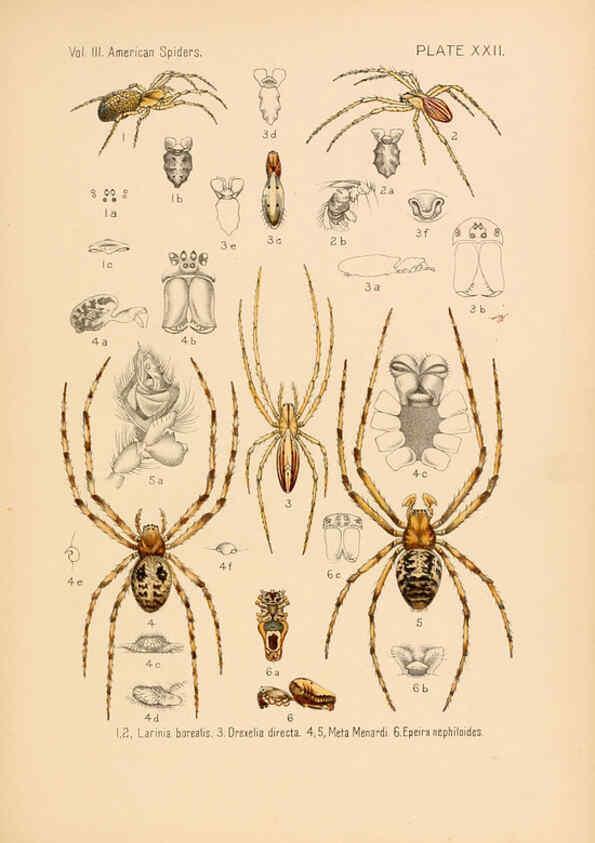 Reproducción/Reproduction 5985265578: American spiders and their spinningwork. V.3 Academy of natural sciences of Philadelphia,1889-93