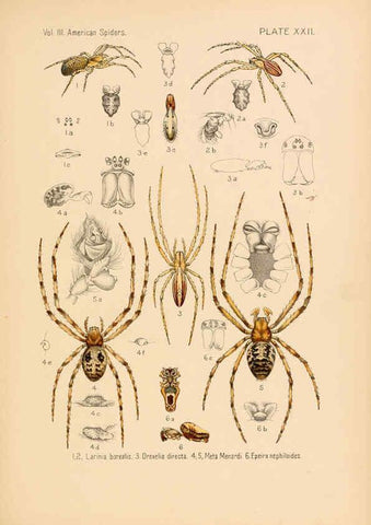 Reproducción/Reproduction 5985265578: American spiders and their spinningwork. V.3 Academy of natural sciences of Philadelphia,1889-93