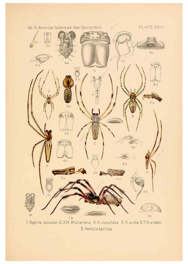 Reproducción/Reproduction 5985265858: American spiders and their spinningwork. V.3 Academy of natural sciences of Philadelphia,1889-93